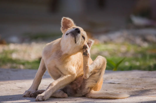 Common Dog Food Allergens: Managing Sensitivities with Fresh Dog Food