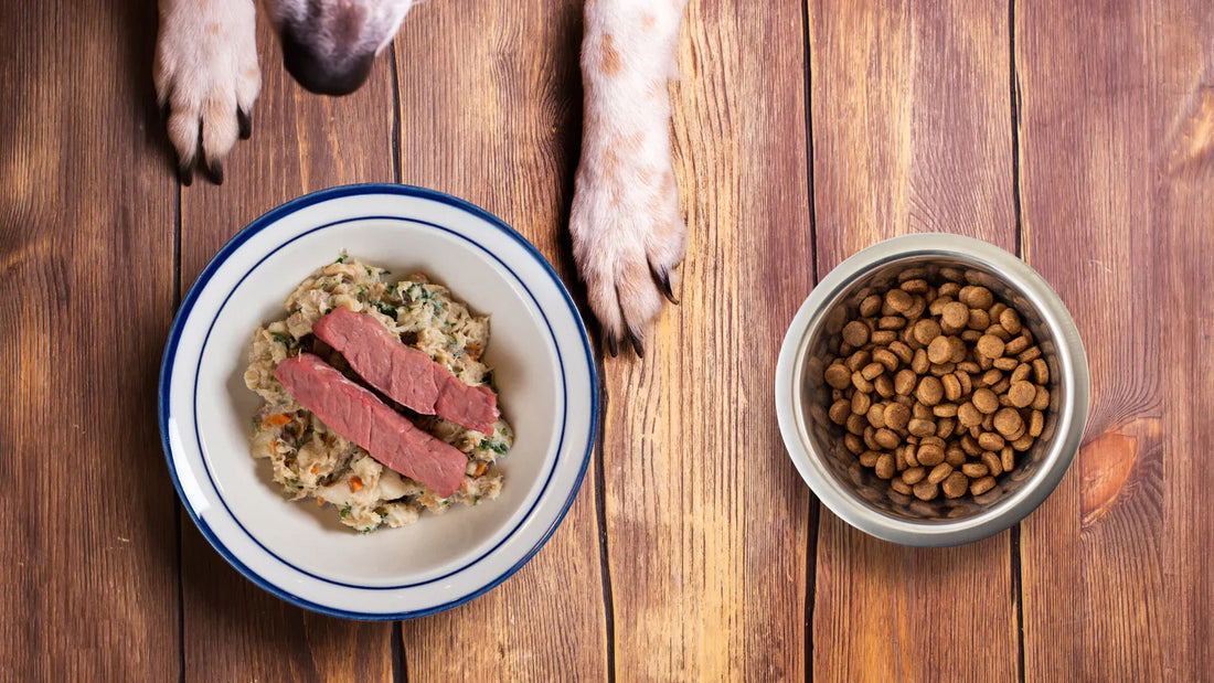 Fresh vs. Dry Dog Food: What’s Best for Your Dog’s Health?
